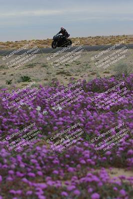 media/Jan-14-2023-SoCal Trackdays (Sat) [[497694156f]]/Turn 14 Exit Bloomig (145pm)/